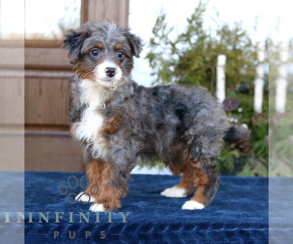 Medium Photo #3 Bernedoodle (Miniature) Puppy For Sale in NARVON, PA, USA