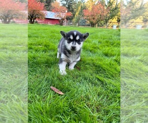 Siberian Husky Puppy for sale in ENUMCLAW, WA, USA