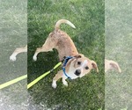 Small #4 Chihuahua Mix