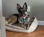 Small Photo #7 German Shepherd Dog Puppy For Sale in Minneapolis, MN, USA