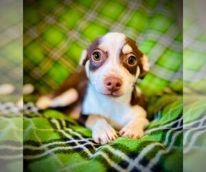 Chihuahua-Unknown Mix Dogs for adoption in Pacolet, SC, USA