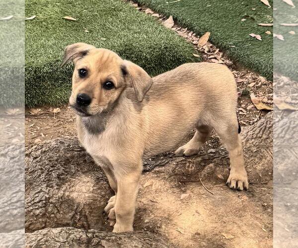 Medium Photo #2 Labrador Retriever-Unknown Mix Puppy For Sale in San Diego, CA, USA