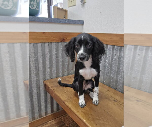 Medium Photo #1 Cocker Spaniel-Unknown Mix Puppy For Sale in New York, NY, USA