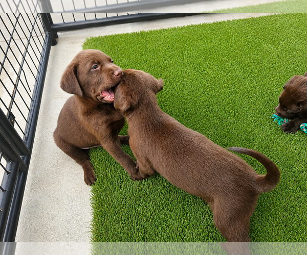Medium Photo #3 Labrador Retriever Puppy For Sale in Clovis, CA, USA