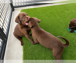 Small #2 Labrador Retriever