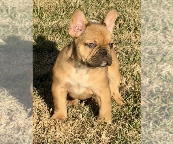 Medium Photo #3 French Bulldog Puppy For Sale in TEMPLE, TX, USA