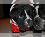 Small Photo #8 English Bulldog Puppy For Sale in DERBY, KS, USA