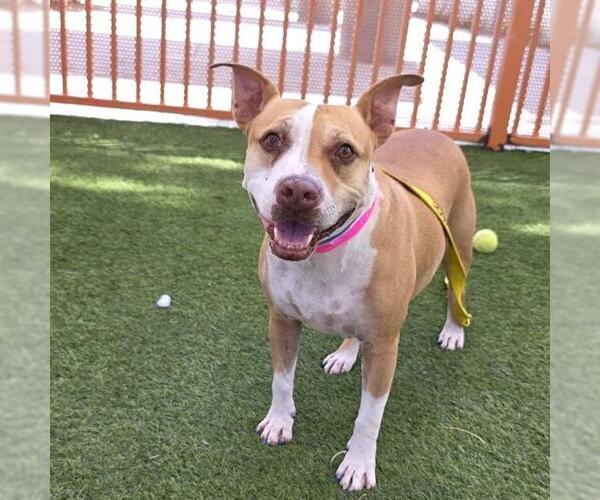 Medium Photo #3 Mutt Puppy For Sale in Las Vegas, NV, USA