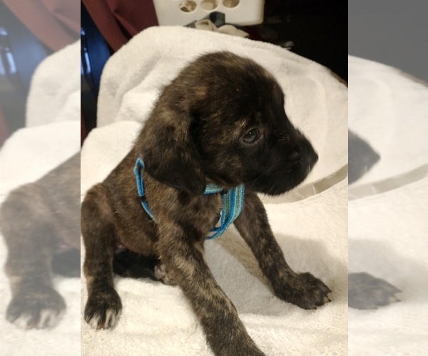 Medium Photo #2 Daniff Puppy For Sale in MARSHALL, AR, USA