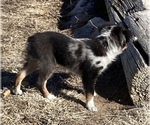 Small #2 Miniature Australian Shepherd