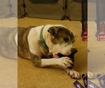 Small #12 American Pit Bull Terrier Mix