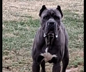 Father of the Cane Corso puppies born on 12/21/2025