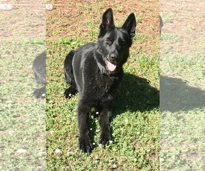 German Shepherd Dog Dogs for adoption in Centreville, VA, USA