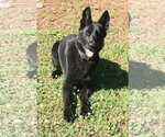 Small German Shepherd Dog