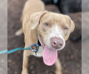 American Pit Bull Terrier-Golden Retriever Mix Dogs for adoption in Techny, IL, USA