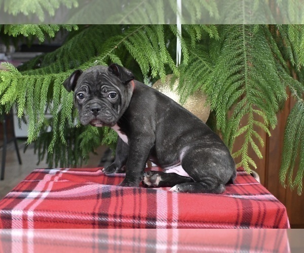 Medium Photo #2 Faux Frenchbo Bulldog Puppy For Sale in MILLERSBURG, OH, USA