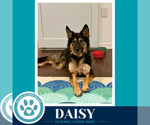 German Shepherd Dog-Unknown Mix Dogs for adoption in Kimberton, PA, USA