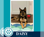 Daisy (Mom to the Triple D's) 101726 - Female German Shepherd Dog-Unknown Mix Dog for Adoption - Small photo