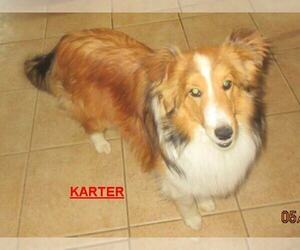 Father of the Shetland Sheepdog puppies born on 07/13/2025