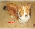 Small Photo #1 Shetland Sheepdog Puppy For Sale in SOLON, ME, USA