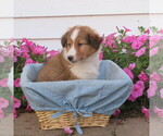 Small Photo #17 Shetland Sheepdog Puppy For Sale in ATHENS, WI, USA