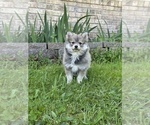 Small #18 Pomsky