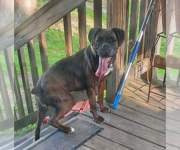 Medium Photo #6 Boxer Puppy For Sale in Burnsville, MN, USA