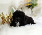 Small Photo #4 Havanese-Poodle (Toy) Mix Puppy For Sale in HOUSTON, TX, USA