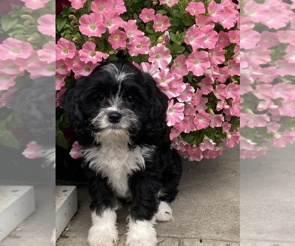 Medium Photo #6 Cavanese Puppy For Sale in CANOGA, NY, USA