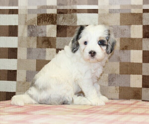 Medium Photo #4 Bernedoodle (Miniature) Puppy For Sale in DENVER, PA, USA