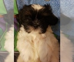 Small Photo #3 Shih Tzu Puppy For Sale in N PORT, FL, USA