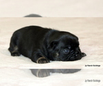 Small Photo #47 French Bulldog Puppy For Sale in WINNSBORO, TX, USA