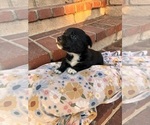 Small #3 Cardigan Welsh Corgi-Scottish Terrier Mix