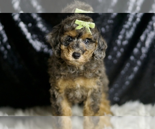 Medium Photo #5 Poodle (Miniature) Puppy For Sale in WARSAW, IN, USA