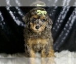 Small #4 Poodle (Miniature)