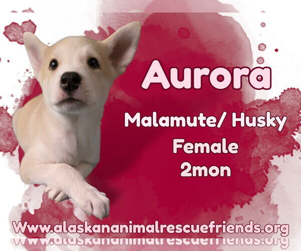 Medium Photo #1 Alusky Puppy For Sale in Anchorage, AK, USA
