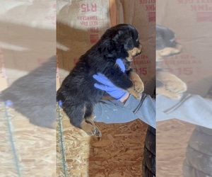 Rottweiler Puppy for sale in WALLINGFORD, CT, USA