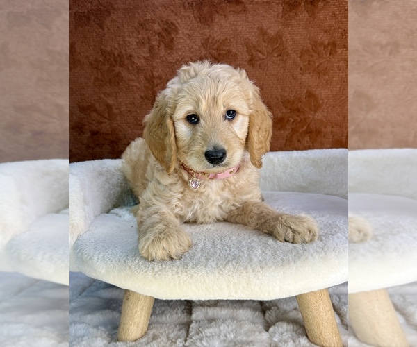 Medium Photo #8 Goldendoodle Puppy For Sale in OCALA, FL, USA