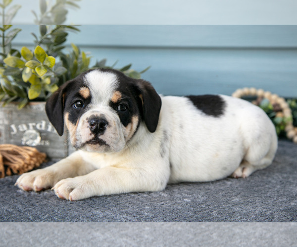Medium Photo #12 Beabull Puppy For Sale in MILLERSBURG, OH, USA