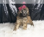 Small #4 Poodle (Miniature)