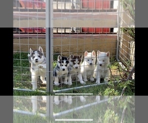 Siberian Husky Puppy for sale in SAN DIEGO, CA, USA