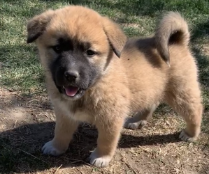 Akita-Alaskan Malamute Mix Puppy for sale in SUNNYSIDE, WA, USA