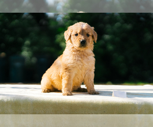 Golden Retriever Puppy for Sale in CARMICHAEL, California USA