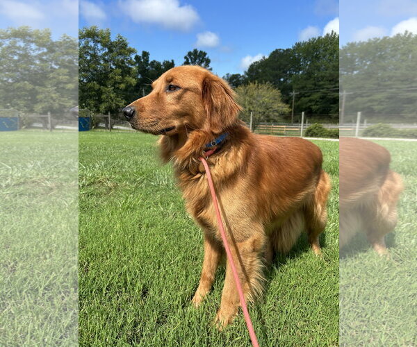 Medium Photo #3 Golden Retriever Puppy For Sale in Pacolet, SC, USA