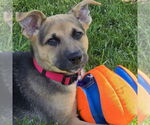 Small #5 Mutt