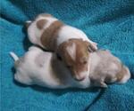 Small Photo #3 Dachshund Puppy For Sale in BELEN, NM, USA
