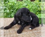 Small #9 F2 Aussiedoodle