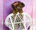 Puppy Millie Yorkipoo