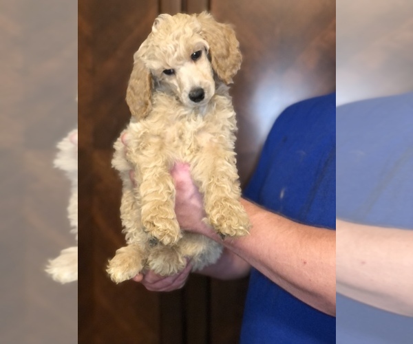 Medium Photo #2 Poodle (Standard) Puppy For Sale in IRONTON, OH, USA