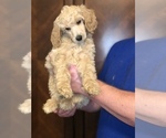 Small #1 Poodle (Standard)